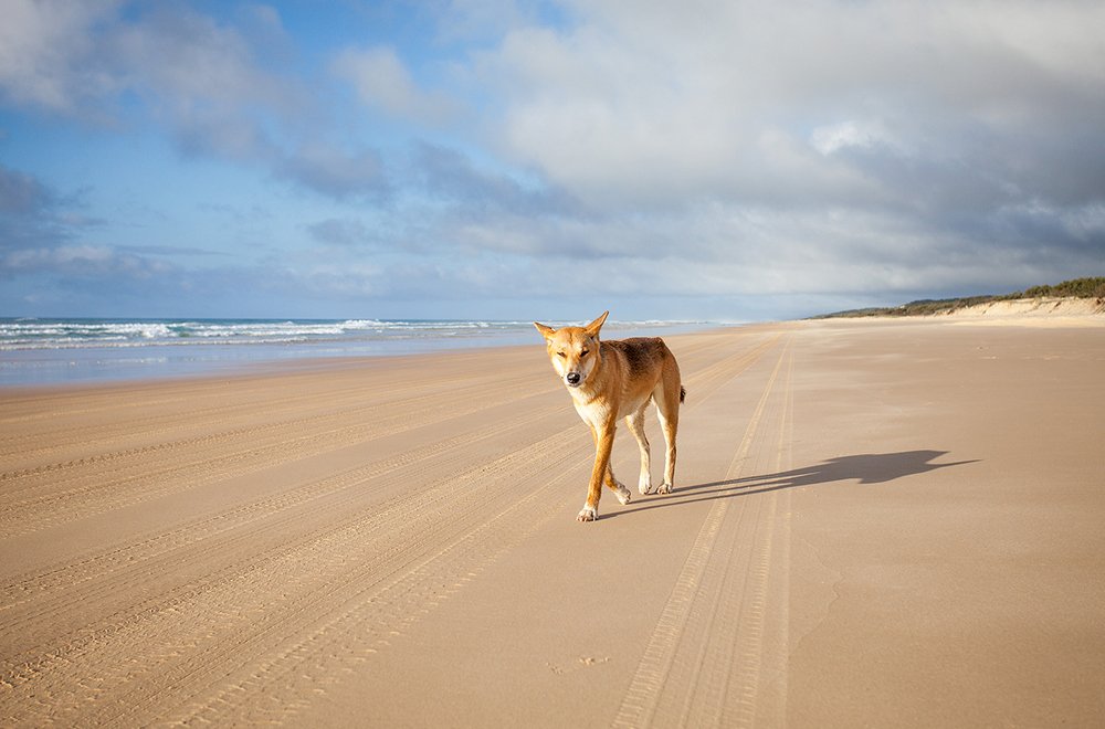 partez à la découverte de fraser island, la plus grande île de sable du monde, connue pour ses plages immaculées, ses forêts luxuriantes et ses lacs cristallins. parfait pour les amateurs de nature et d'aventure en australie.
