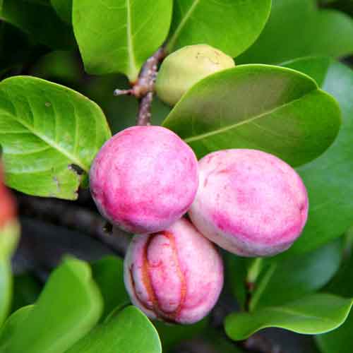 découvrez les bienfaits de l'icaque, un fruit exotique, et son association avec différents légumes pour des recettes saines et originales.